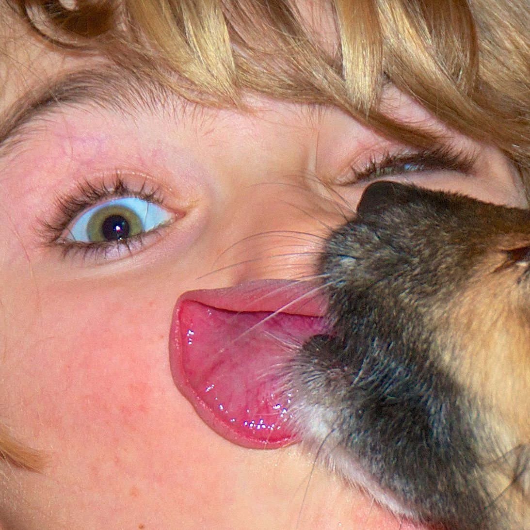 Ein Hund leckt ein Mädchen mitten über die Nase