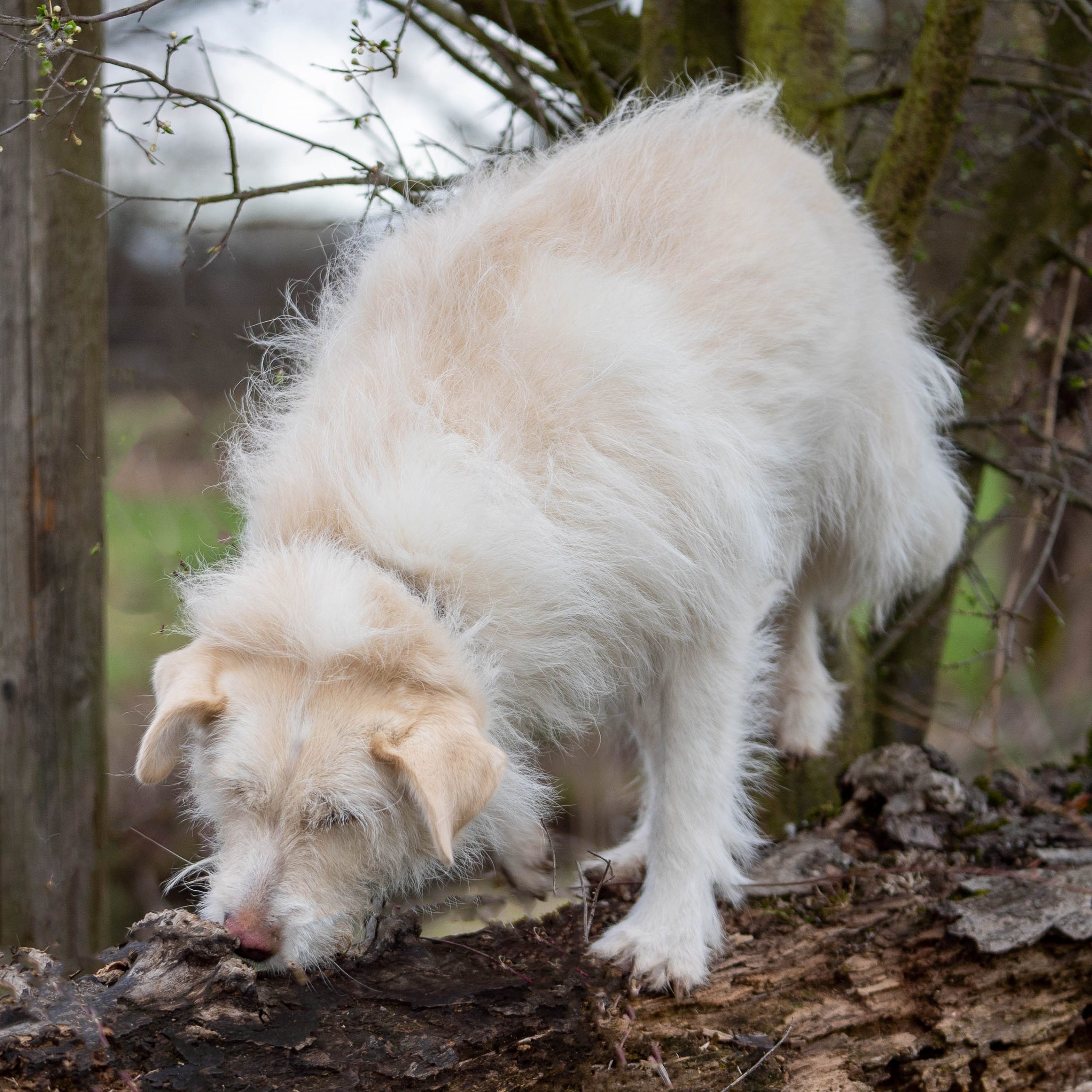 Hund schnuppert auf einem Baumstamm und sucht ein Leckerlie