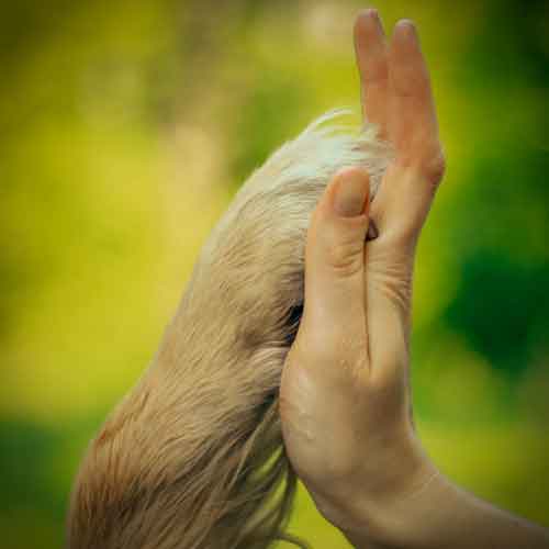 Körpersprache Mensch und Hund - Hand und Pfote