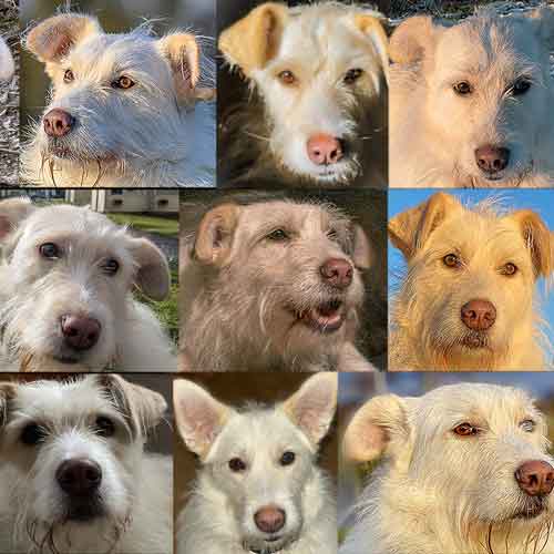 Körpersprache Hund - Godiva Gesichter