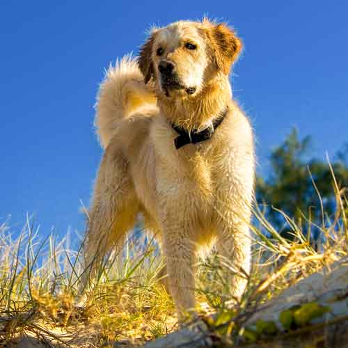 Körpersprache Hund - stolzer Golden