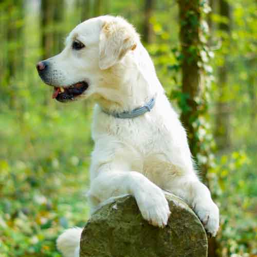 Körpersprache Mensch und Hund - Golden im Wald