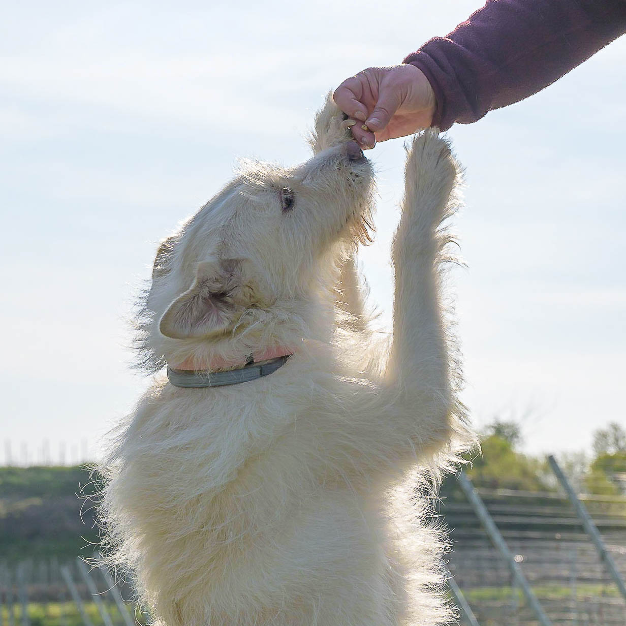 Weißer Hund macht Männchen mit Hilfe der Hand des Menschen
