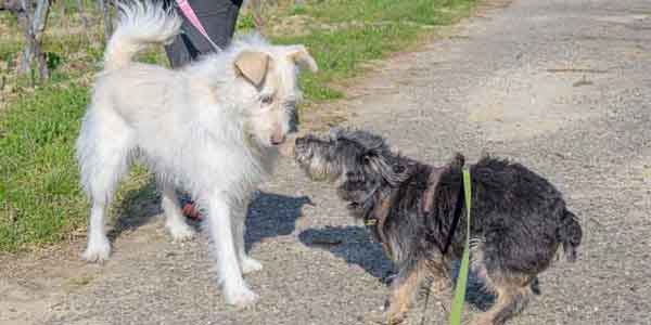Septemberhund Blog Körpersprache Hund zwei Hunde