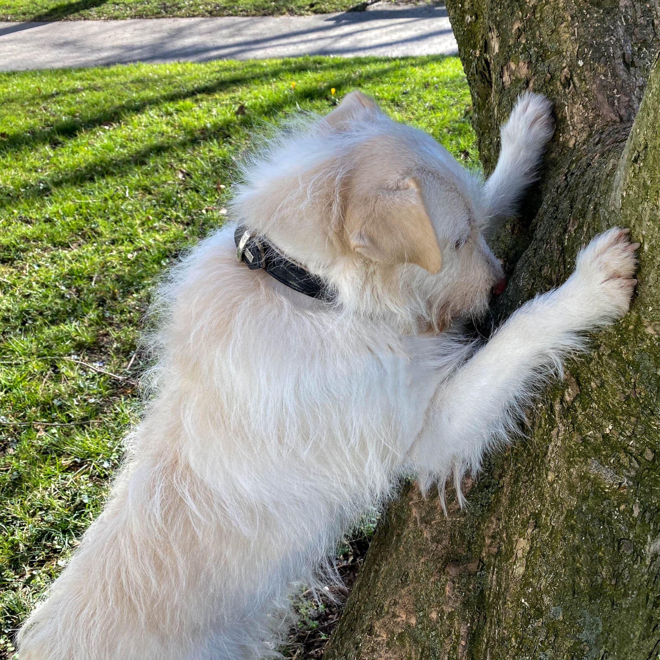 Weißer Hund macht "Yoga" an einem Baum