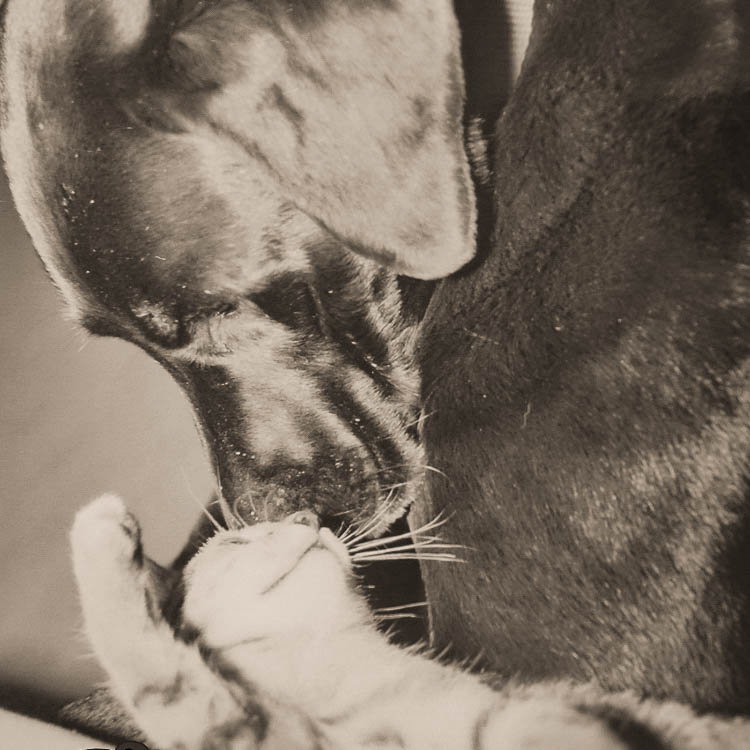 Hund und Katze kuscheln miteinander