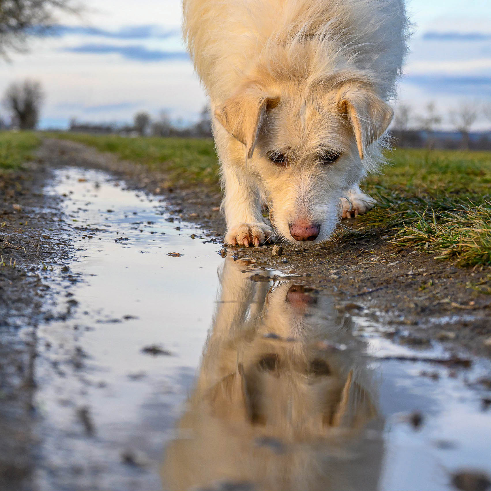 Hund spiegelt sich im Wasser einer Pfütze