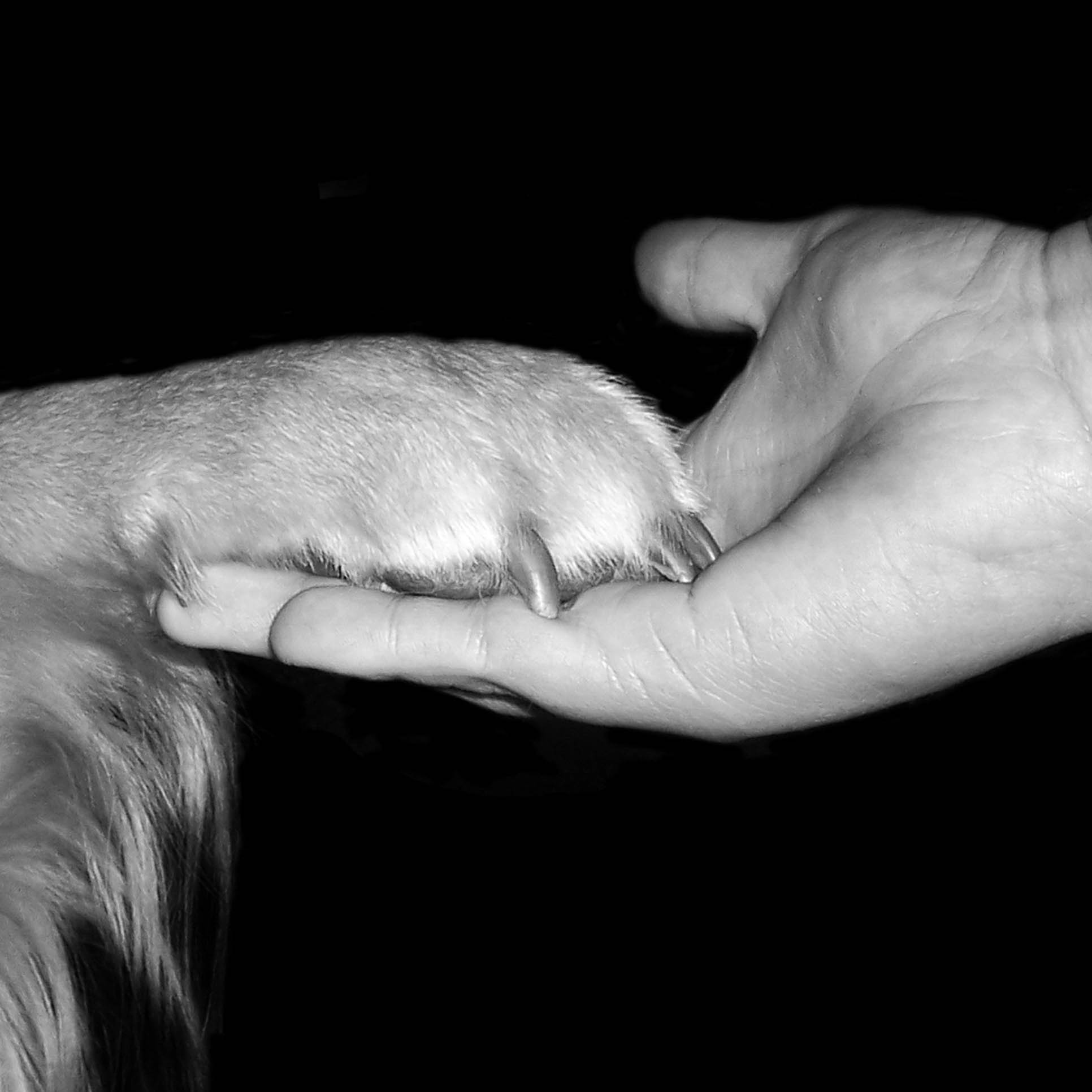 Hund legt Pfote in Hand des Menschen