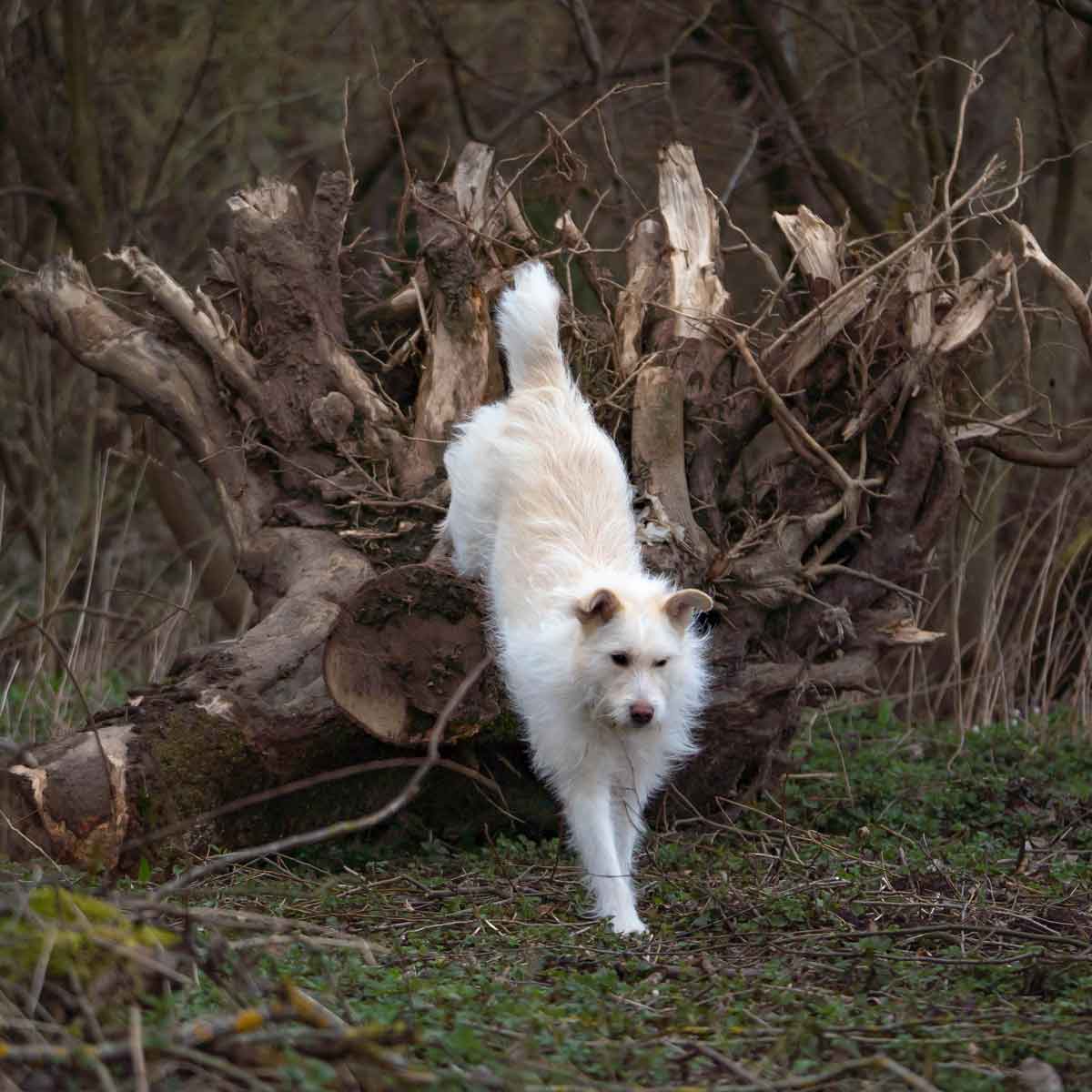 Hundeschule Freiburg weiße Hündin springt von einer Baumwurzel