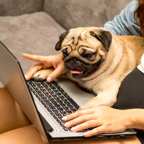 Septemberhund - Hundeschule Online - Mops am Bildschirm
