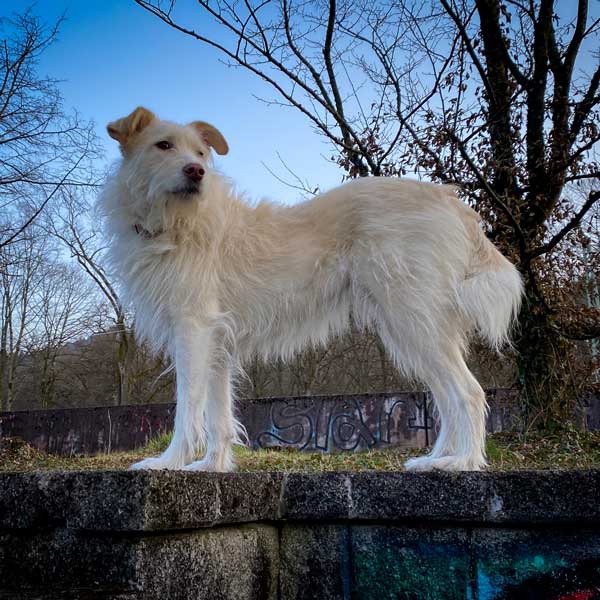 Weißer Hund auf einer Mauer - mehr Hundetraining