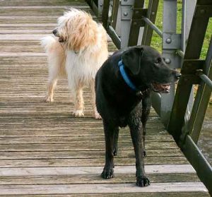 Zwei Hund auf einer Brücke