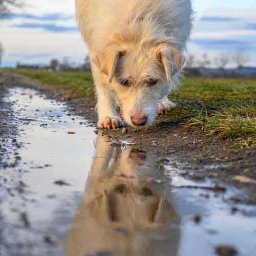 Hund  spiegelt Mensch - Hund spiegelt sich in Pfütze