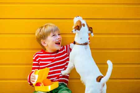 Septemberhund Kind und Hund Junge spielt mit Terrier