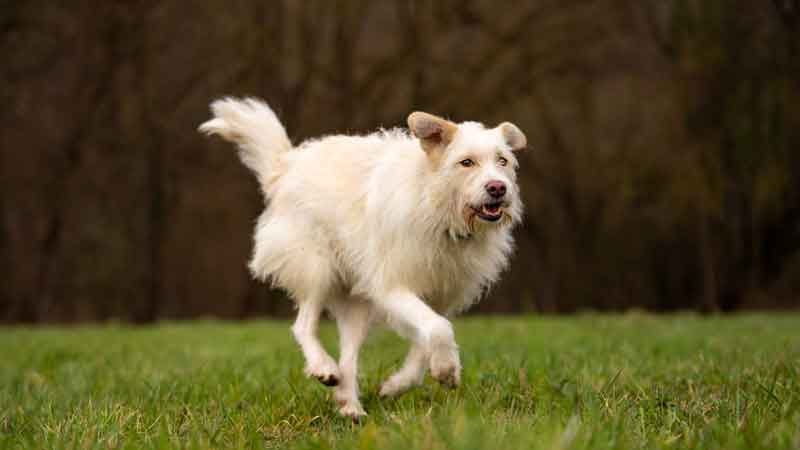 Septemberhund Spielen mit dem Hund - Hund rennt über Wiese
