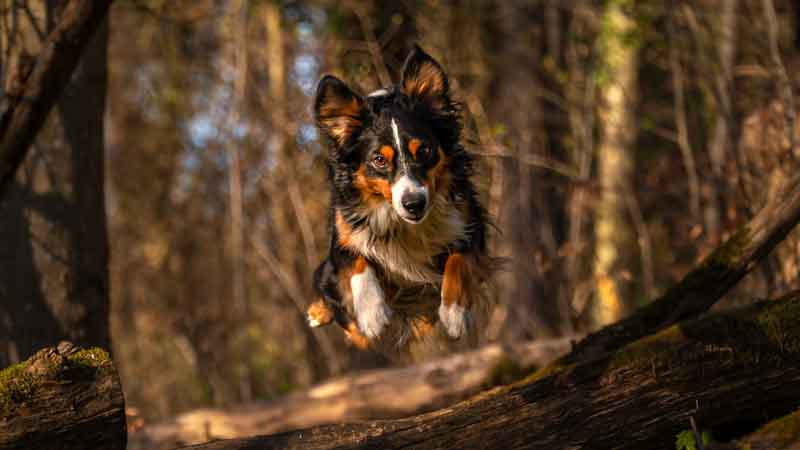 Septemberhund Spielen mit dem Hund Aussie springt über Baumstamm