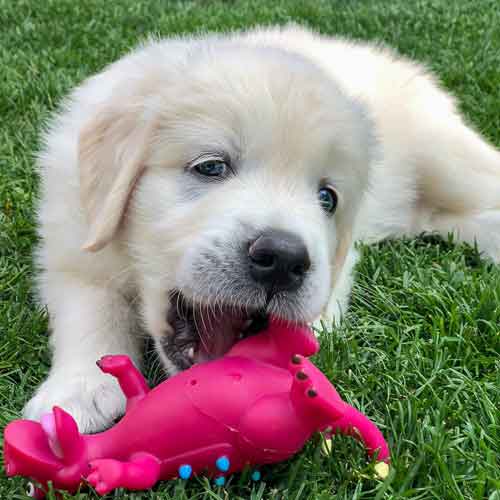 Septemberhund Spielen mit dem Hund Welpe spielt mit Spielzeug