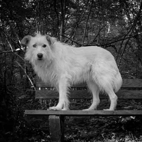 Problemhund - Hund auf einer Bank