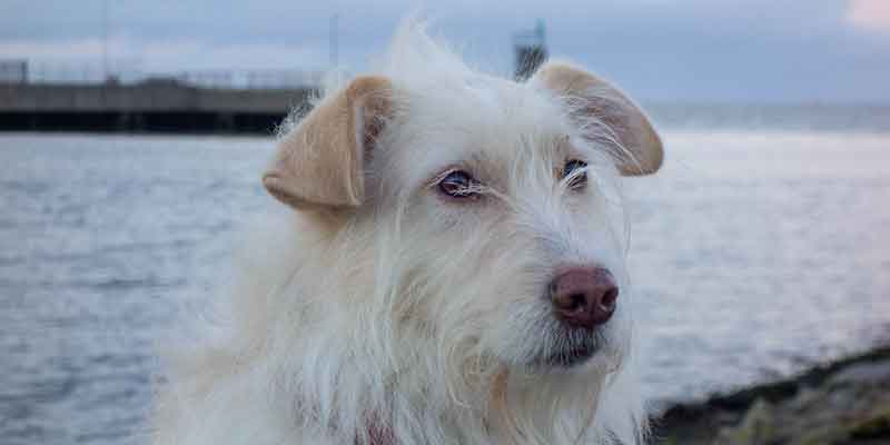Septemberhund Bindung und Beziehung sicherer Hafen - Hund am Meer