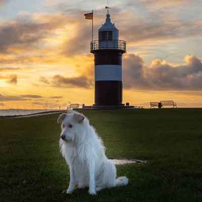 Septemberhund Blog sicherer Hafen Bindung und Beziehung Leuchtturm