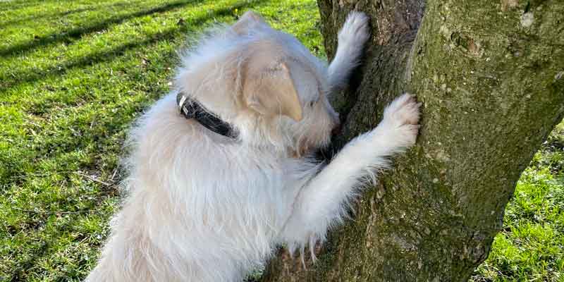 Septemberhund Blog Fehlverhalten vorbeugen Hundeyoga