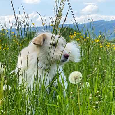 verschiedene Welten - Hund im Gras