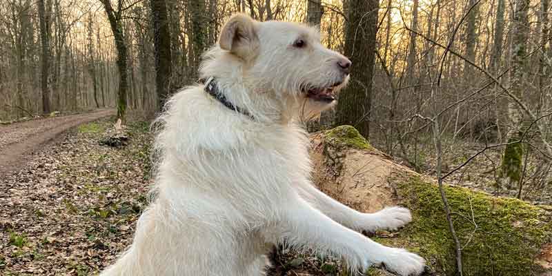 Septemberhund Blog Hundetherapie - Hund im Wald