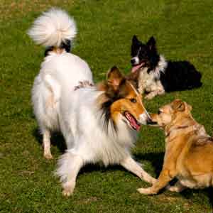 Septemberhund Blog Körpersprache Hund Spielaufforderung