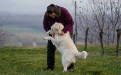 Lernen mit Hunden – 3 großartige Beispiele