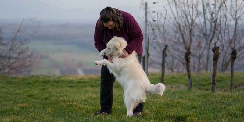Septemberhund Blog Lernen mit Hunden - Frau mit Hund