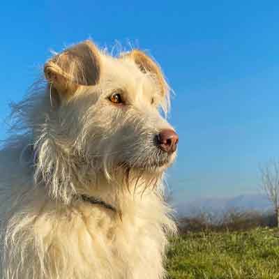 Septemberhund Blog Lernen mit Hunden - Godiva