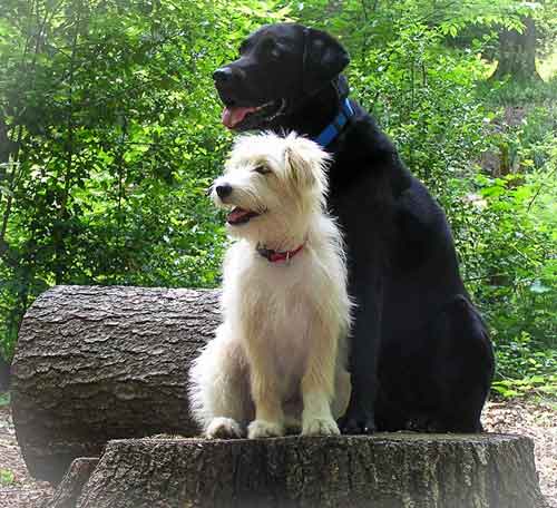 Hundeschule Freiburg - zwei Hunde auf einem Baum