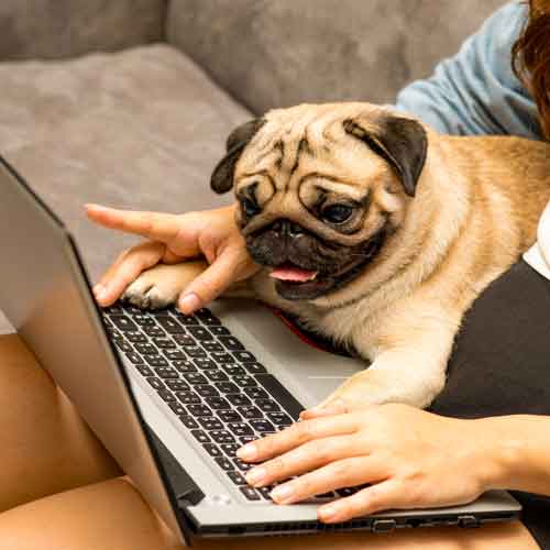 Hundeschule Online - Mops am Bildschirm