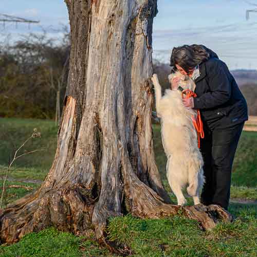 Problemhund - Mensch und Hund liebevoll