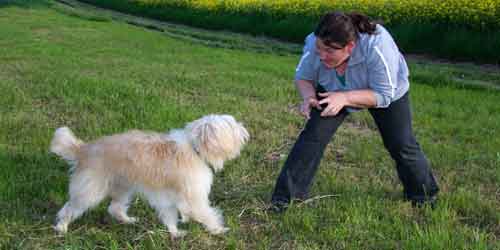 Septemberhund Spielen mit dem Hund Frau im Spiel mit Hund