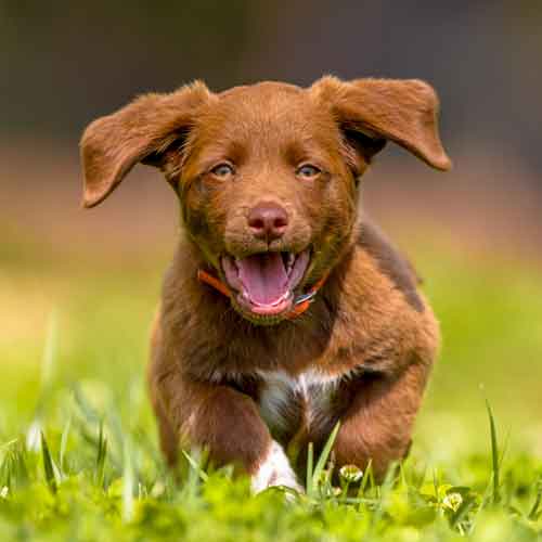 Perspektivenwechsel - Hund im Training - Welpe rennt im Gras