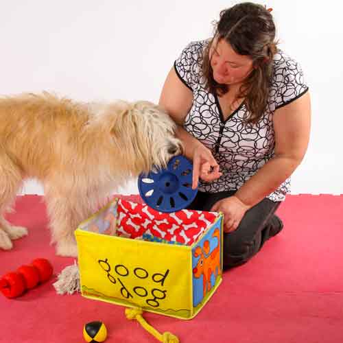 Hunde beschäftigen - Hund apportiert Spielzeug