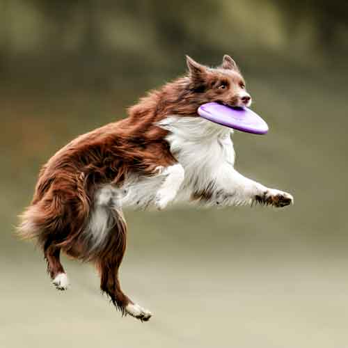 Hunde beschäftigen - Hund fängt Frisbee