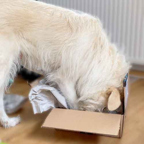Hunde beschäftigen - Hund im Karton