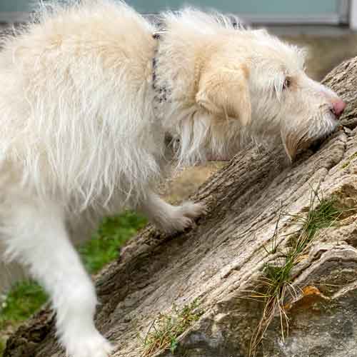 Erfolg im Hundetraining - Hund sucht auf Fels