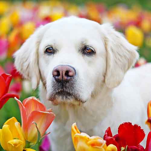 Hunde verstehen - Golden im Blumenfeld