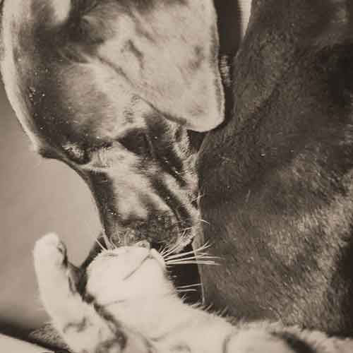 Hunde verstehen - Hund und Katze kuscheln