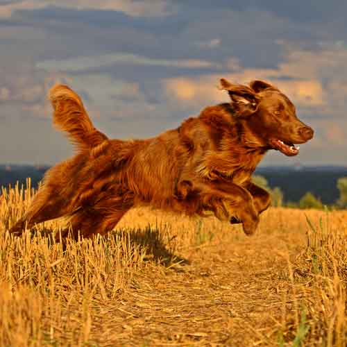 Hunde verstehen - Retriever im Sprung
