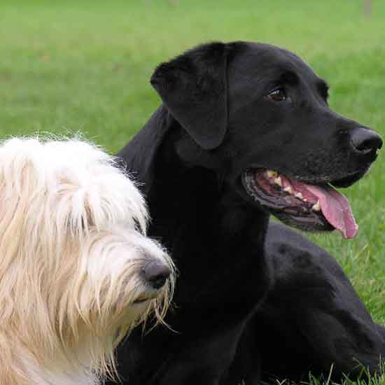 Hunde verstehen - Schafspudel und Labrador Platz auf Wiese