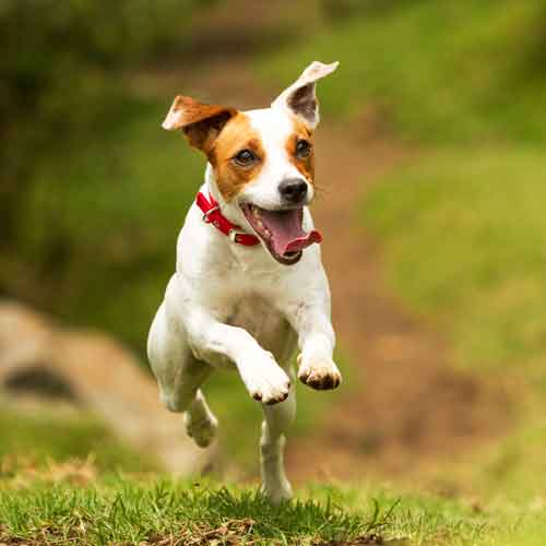 Hundeerziehung - Jack Russel rennt