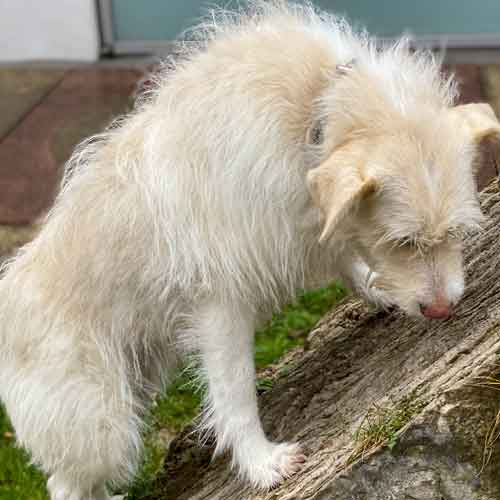 Hundeerziehung - weißer Hund auf Fels