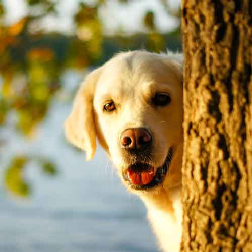Hundetrainer - Golden Retriever schaut hinter Baum hervor