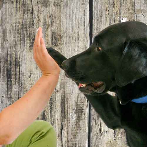 Tricktraining Tricks mit Hunden - Pfote in Hand