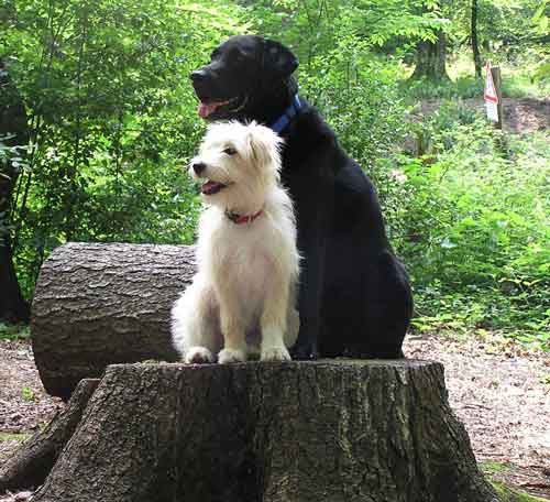 Tricktraining Tricks mit Hunden - zwei Hunde auf einem Baumstumpf