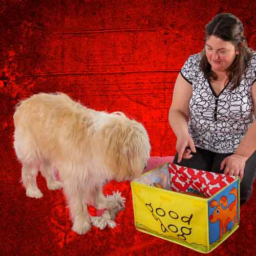 Tricktraining - Hund räumt Spielzeug auf